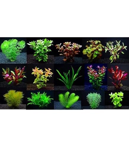 Amazon.co.jp: （水草）置くだけ簡単 活着系水草3種（ミクロ